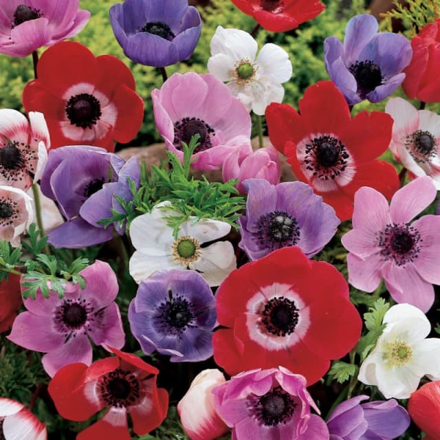 YouGarden Anemone de Caen (150 Bulbs) Multi unisex 150 bulbs