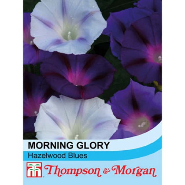 Thompson & Morgan Morning Glory Hazelwood Blues 1 Packet (35 Seeds)