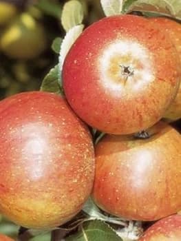 Apple CoxS Orange Pippin 5L Pot