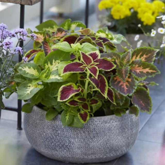 Thompson & Morgan Coleus T&m Prize Strain Improved 1 Seed Packet