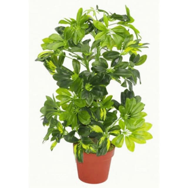 Leaf 75cm Artificial Arboricola Gold Capella Plant Green