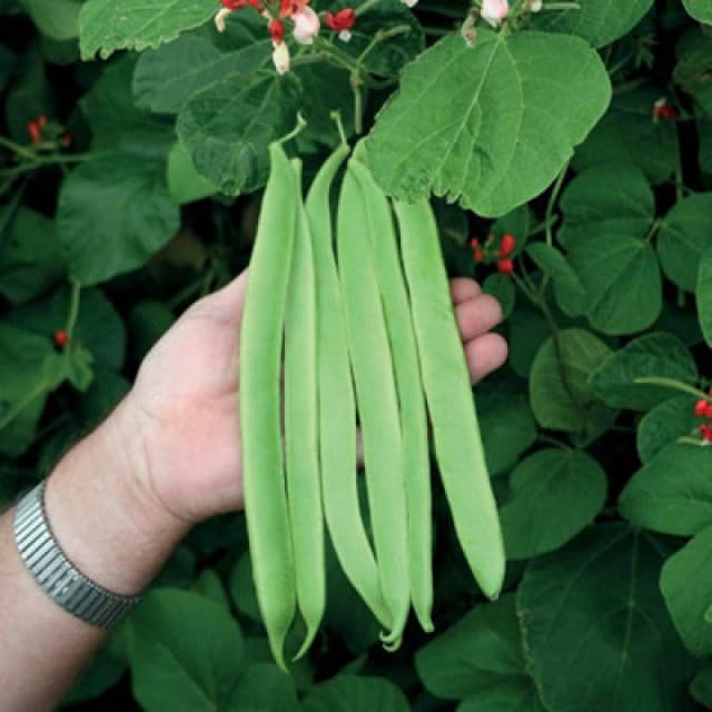 Thompson & Morgan Runner Bean St George 1 Seed Packet