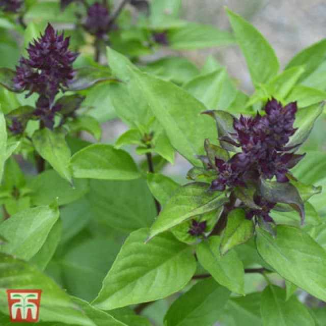 Thompson & Morgan Herb Basil Siam Queen 1 Seed Packet (75 Seeds)