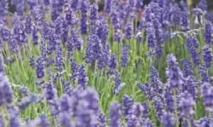 English Lavender, 5 Plants