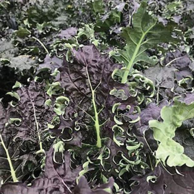 Thompson & Morgan Kale Kx -1 1 Seed Packet (150 Seeds)