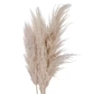 Cream Pampas grass