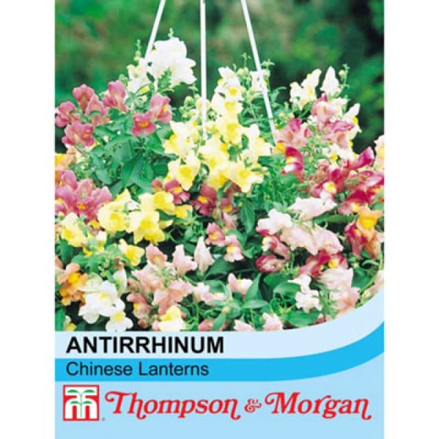 Thompson & Morgan Antirrhinum Chinese Lanterns F1 Hybrid 1 Packet (200 Seeds)