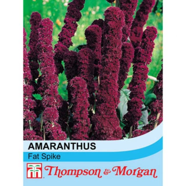 Thompson & Morgan Amaranthus Caudatus Fat Spike 1 Seed Packet (100 Seeds)