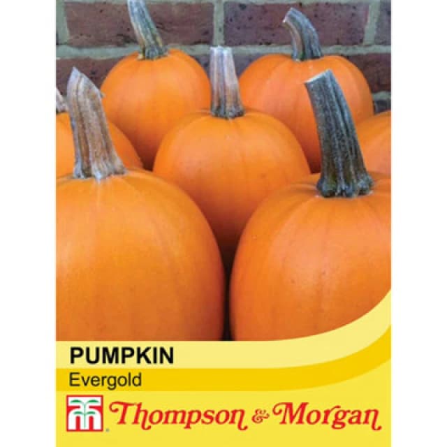 Thompson & Morgan Pumpkin Evergold 1 Seed Packet