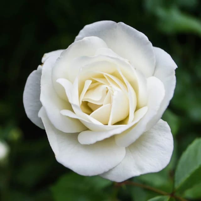 YouGarden Rose Silver Wedding Celebration (4L Pot) White unisex 4L Pot