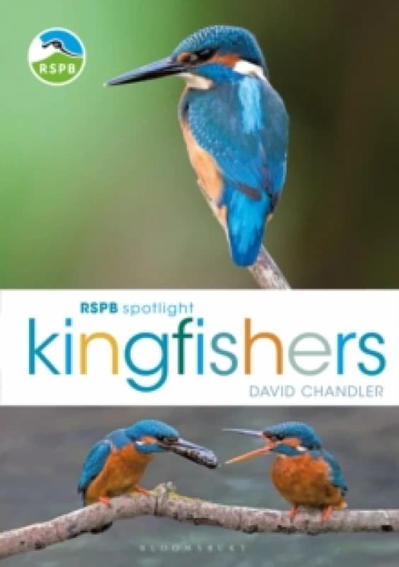 RSPB Spotlight Kingfishers Paperback / softback