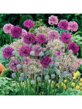 Allium Bulb Collection - 100 Bulbs