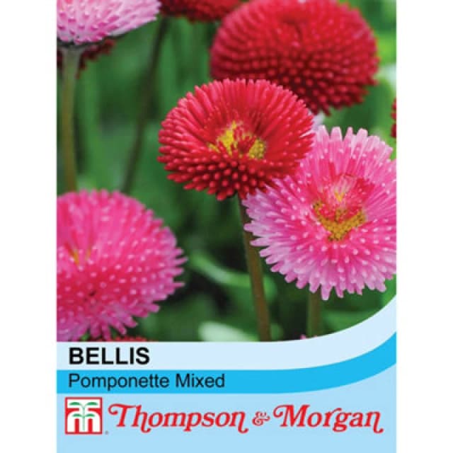 Thompson & Morgan Bellis Perennis Pomponette Mixed 1 Seed Packet