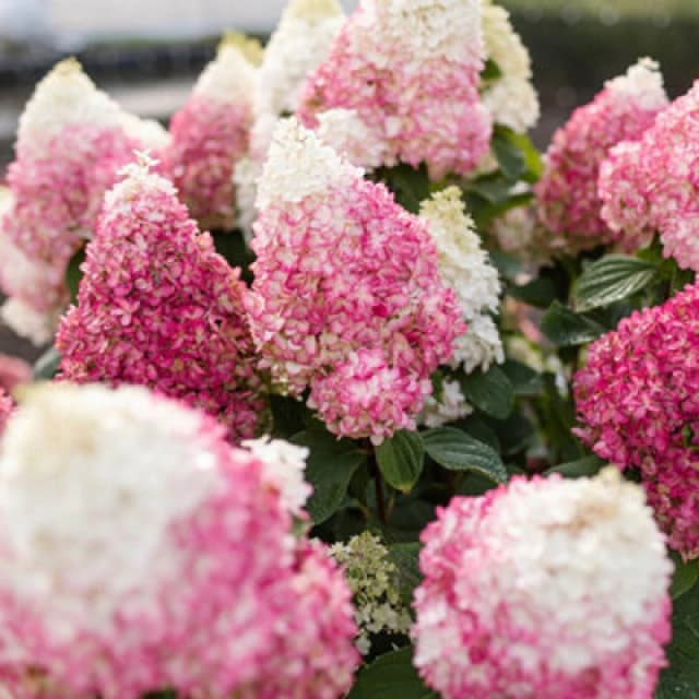 YouGarden Hydrangea paniculata Red Velvet 12cm x3 Trees and Shrubs 3x12cm pot Multi 38437699000