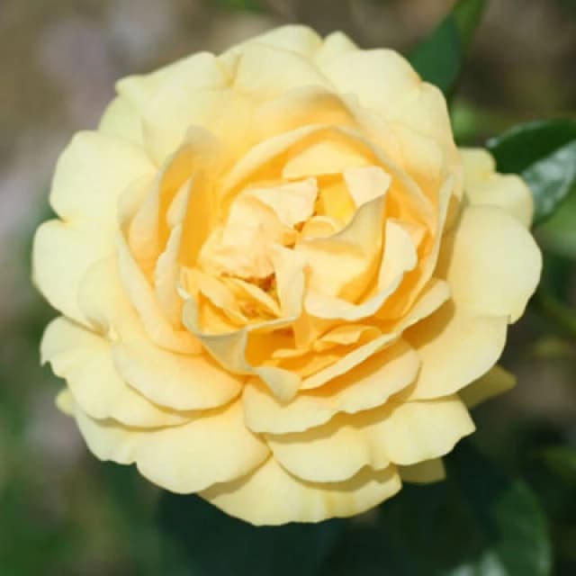 Thompson & Morgan Rose Absolutely Fabulous Floribunda Golden Yellow Fragrant Repeat Flowering Shrub 2 Bare Roots T&m