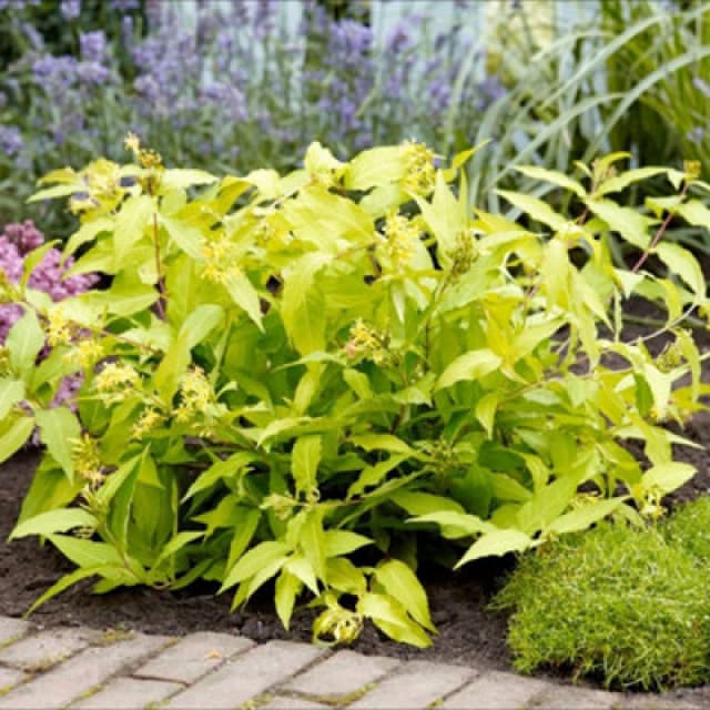 Thompson & Morgan Diervilla Rivularis Honeybee 2 Litre Potted Plant X 2