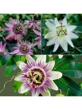 Passion Flower Collection 3 X 9Cm Potted Plants