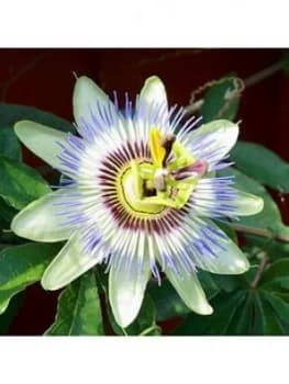 Blue Passion Flower 3L Potted Plant 1.4M Tall
