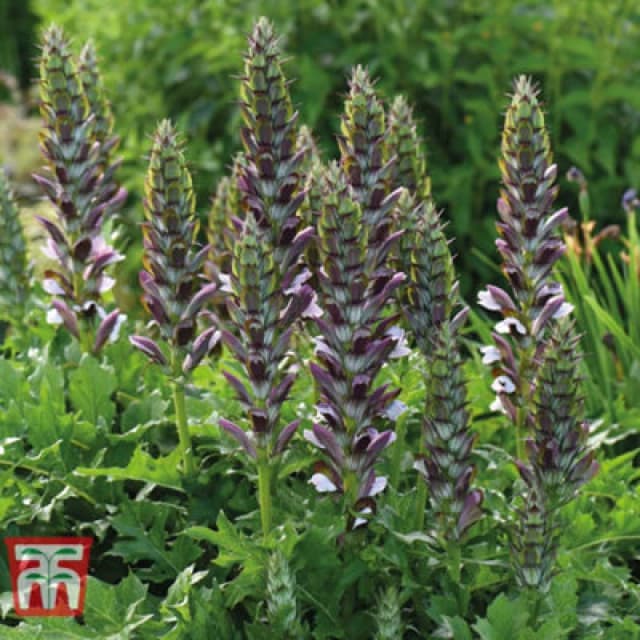 Thompson & Morgan Acanthus Mollis 9Cm Potted Plant X 2