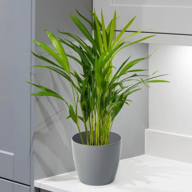 YouGarden Areca palm & Cover Pot Multi unisex 14cm pot