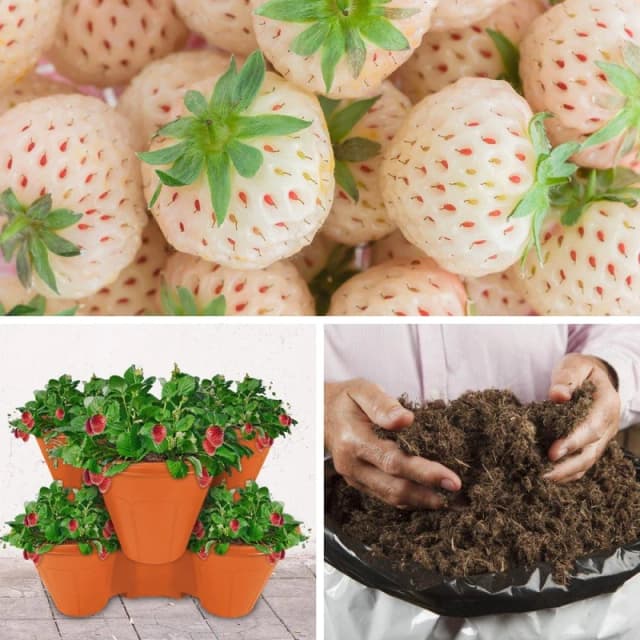YouGarden Strawberry Growing Kit - Pineberries Multi unisex 10 plants