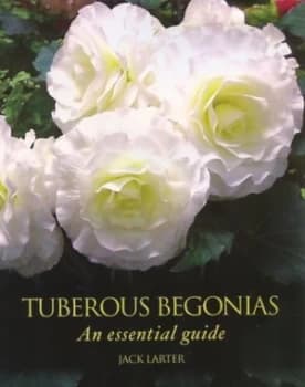 Tuberous begonias by Jack Larter