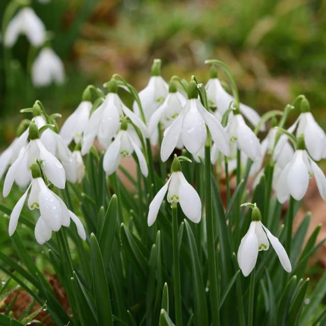 YouGarden Galanthus nivalis (Snowdrops) 30 bulbs Garden Bulbs 30 Bulbs White 42539601000
