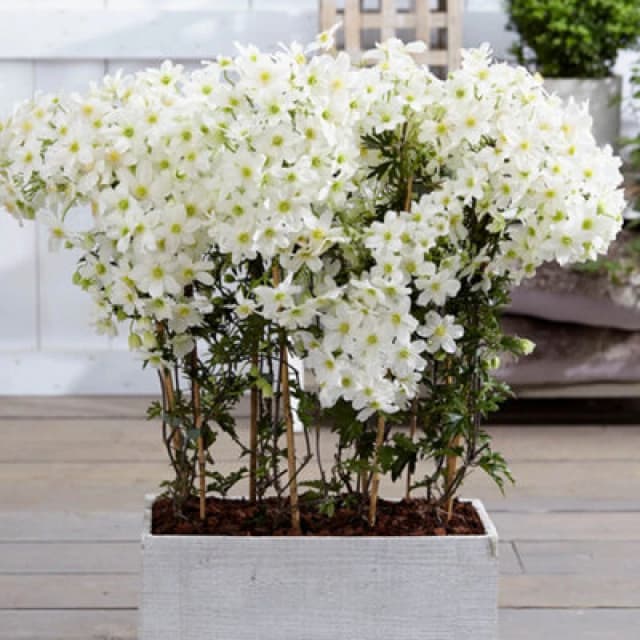 You Garden Yougarden Clematis 'avalanche', Pair Of Established Plants In 2L Pots With 90Cm Canes, Ready To Plant, Summer Flowering Clematis C