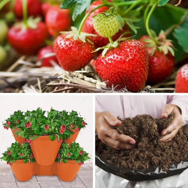 YouGarden Strawberry Growing Kit - Cambridge Favourite Multi unisex 10 plants