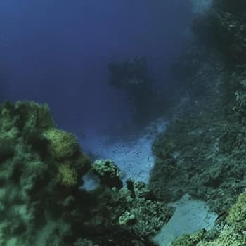 Tiny Fingers - The Fall CD