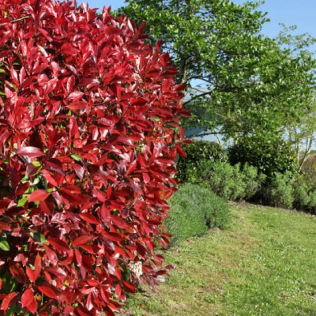 YouGarden Photinia Red Robin 9cm x12 Trees and Shrubs 12x9cm pot Multi 38460599000