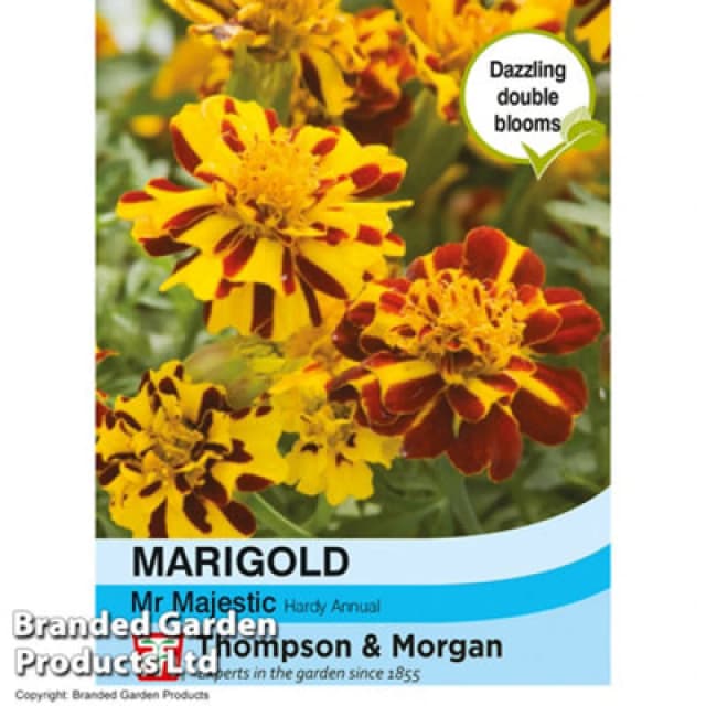 Thompson & Morgan Marigold Mr Majestic 1 Seed Packet (100 Seeds)