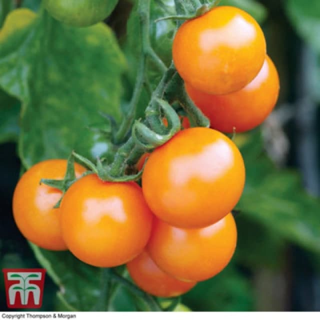 Thompson & Morgan Tomato Sungold F1 Hybrid 1 Seed Packet (8 Seeds)