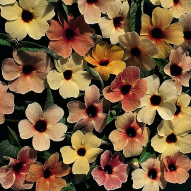 Thompson & Morgan Black Eyed Susan Salmon Shades 1 Seed Packet