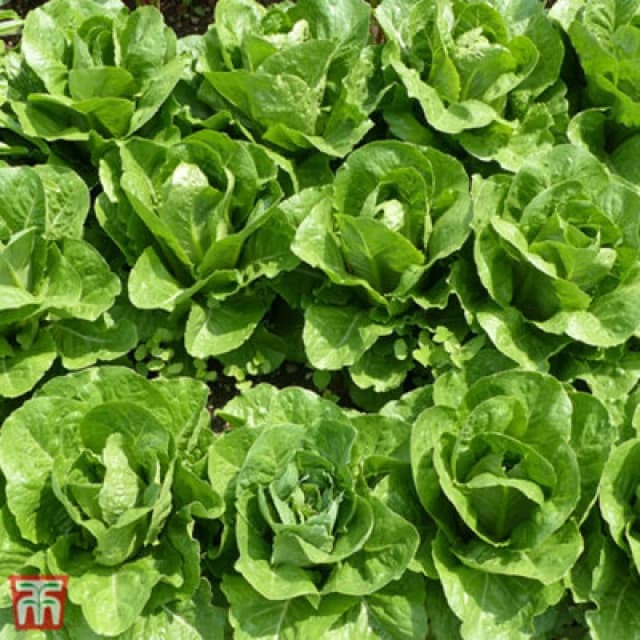 Thompson & Morgan Lettuce Valmaine (Cut And Come Again) 1 Seed Packet (800 Seeds)