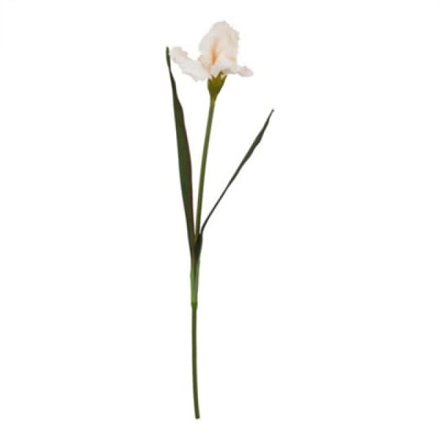 Hill Interiors The Natural Garden Collection Pale Apricot Fringed Iris (Single Stem Flower) - Plastic - L13 X W13 X H83 Cm