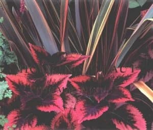 Shocking Beauty by Thomas Hobbs and David Mcdonald Book