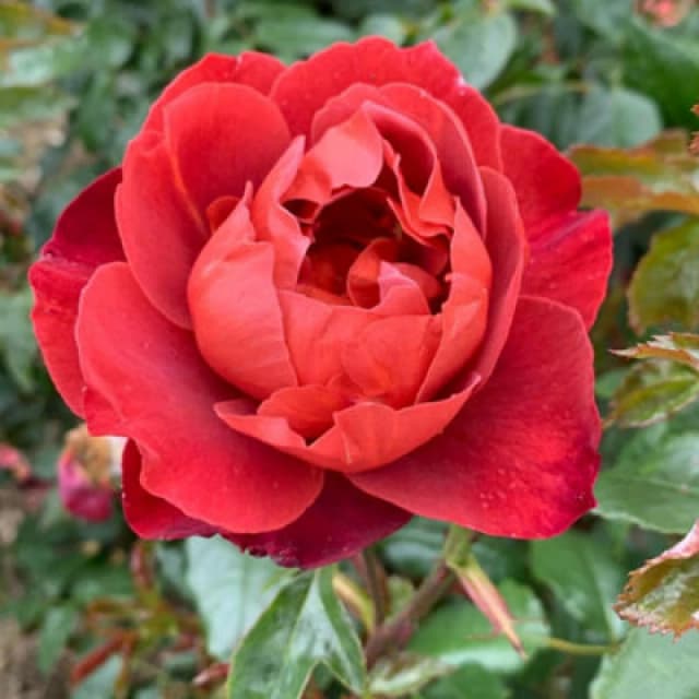 Rose Hot Chocolate Bare Root - Unique Russet-Red Floribunda Bush Disease Resistant Fragrant Blooms - Thompson & Morgan