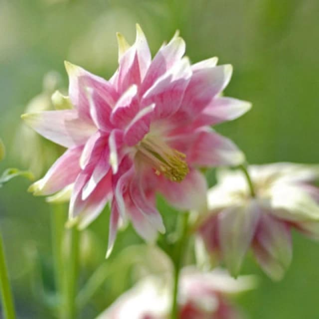 Thompson & Morgan Aquilegia Nora Barlow Seeds - Double Pink & White Columbine - Hardy Perennial - Sun/shade - Cottage Garden Flower - 50 Seeds