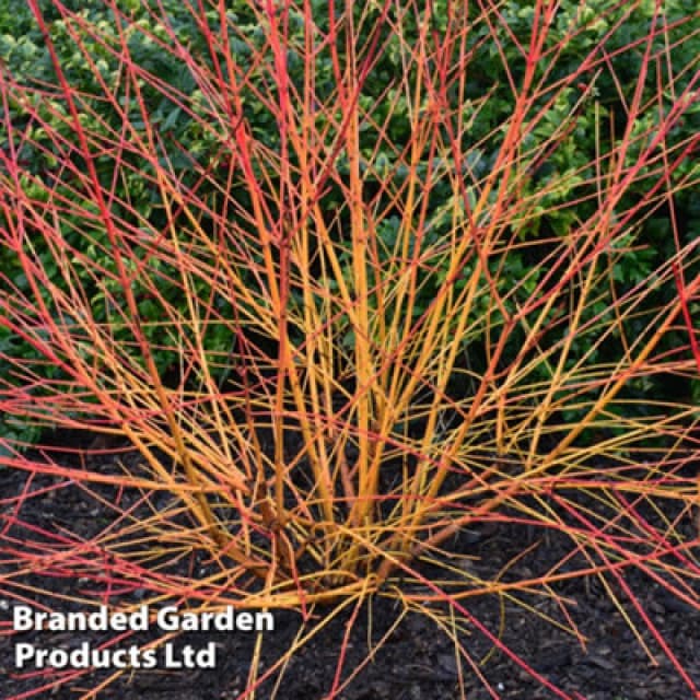 Thompson & Morgan Cornus Sanguinea Magic Flame 10 Litre Potted Plant X 1