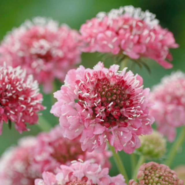 Thompson & Morgan Scabious Salmon Queen 1 Seed Packet