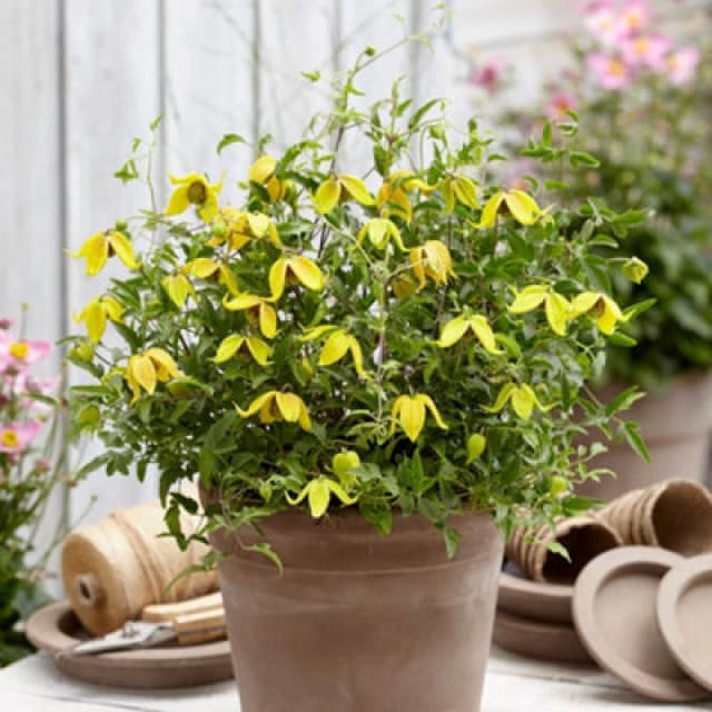 You Garden Yougarden - Clematis 'little Lemons' 7Cm X3