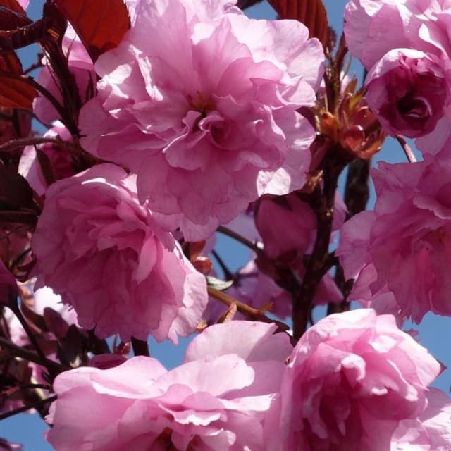 Direct Plants Dwarf Patio Royal Burgundy Flowering Japanese Cherry Tree 3-4ft Supplied in a 5 Litre Pot in Pink Pink Unisex