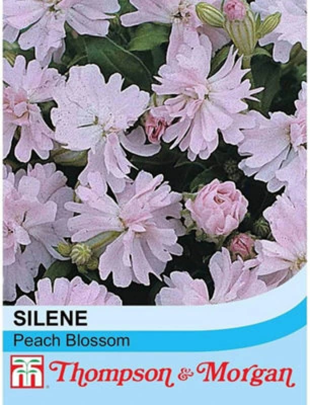 Thompson & Morgan Silene Pendula Peach Blossom 1 Seed Packet (80 Seeds)