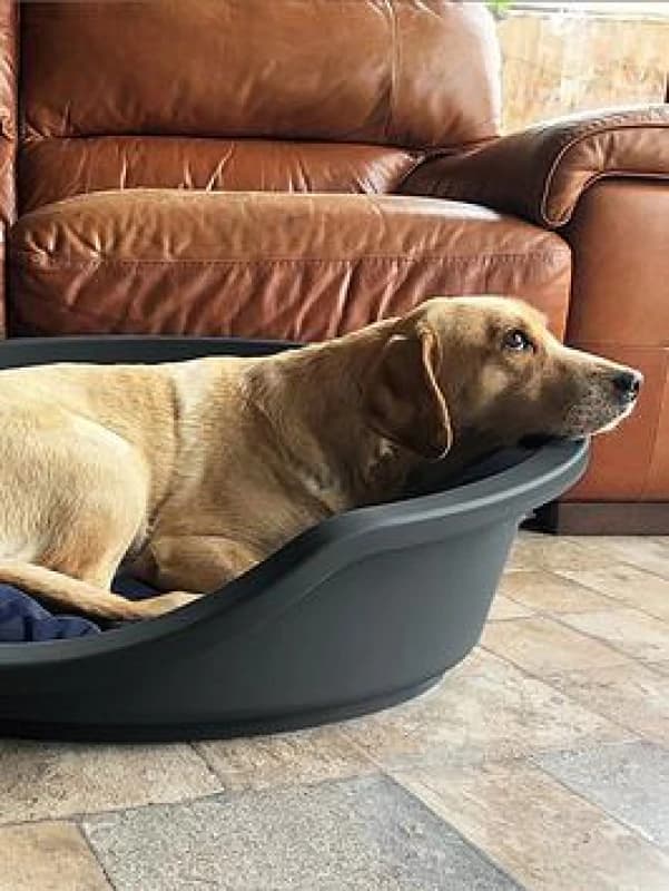 Rosewood Plastic Pet Bed- Grey - Large One Colour WA5KH Unisex