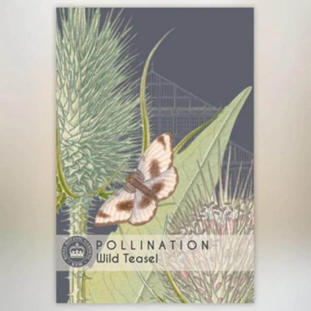 Thompson & Morgan Wild Teasel Promo New Kew Range 1 Packet (100 Seeds)