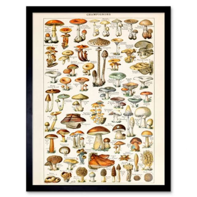 Wee Blue Coo Millot Encyclopedia Page Mushrooms Fungus 12X16" Framed Wall Art Print