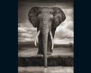 A shadow falls by Nick Brandt