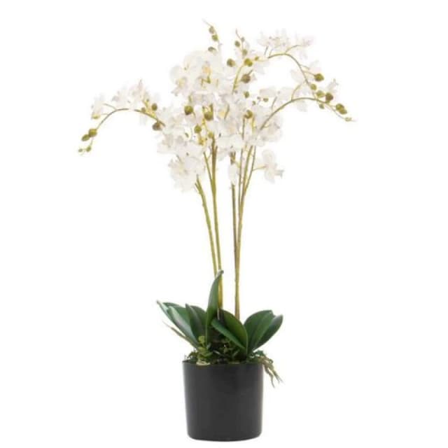 Leaf 60cm Leaf Design UK Realistic Artificial Orchid Flower Display in Pot White unisex