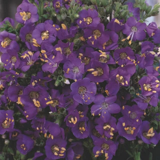 Thompson & Morgan Polemonium Boreale Heavenly Habit Perennial Plant Seeds - Stunning Blue Flowers For Gardens Borders Containers